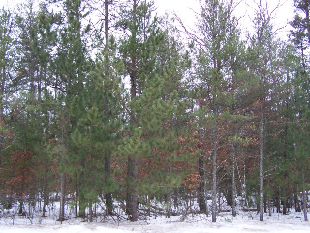 Pioneer Rd., Roscommon, MI 48653 