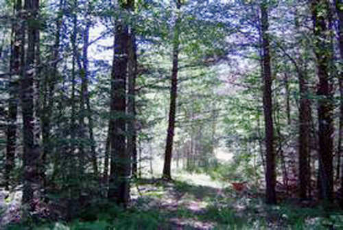 5295 Swamp Road, Harrisville, MI 48740 