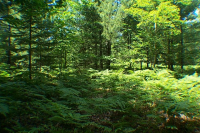 0 DRUMMOND RD., Alger, MI 48610 