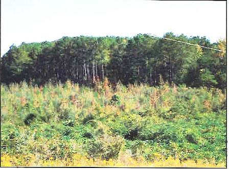 Hwy 84, Prentiss, MS 39474 