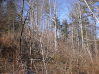 Lot 2 Amos Arrington Rd, Clyde, NC 28721 