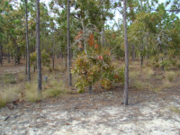 LOT 105 BRISTLECONE, SOUTHPORT, NC 28461 