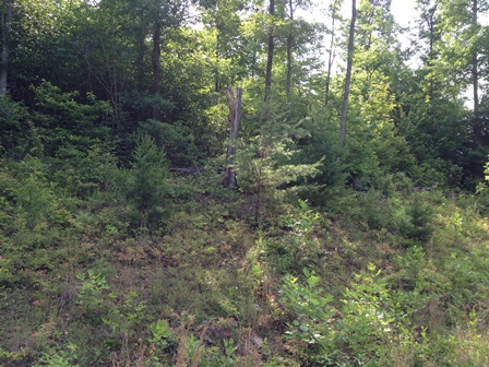 4375 NE US HWY 25-70, MARSHALL, NC 28753 