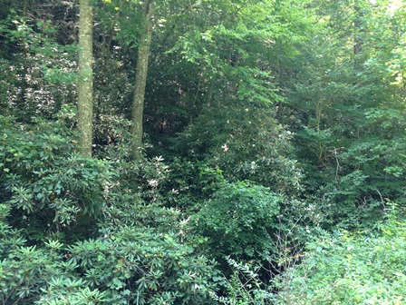 0000  FROZEN CREEK ROAD, ROSMAN, NC 28872 