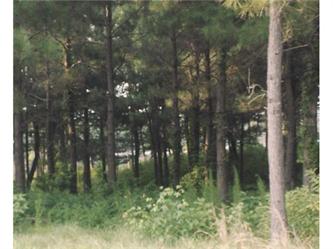 Lot 111 Riversound Development (Apn, Edenton, NC 27932 