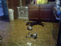 48 Concord Place, Lafayette, NJ 07848 