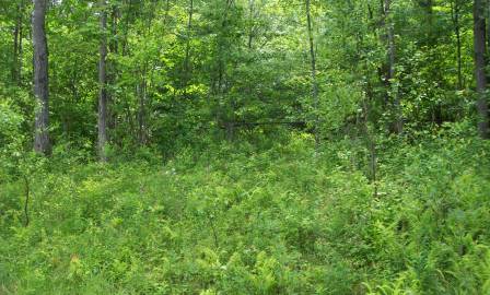 267 FERNDALE RD LOT 83.4, FERNDALE, NY 12734 