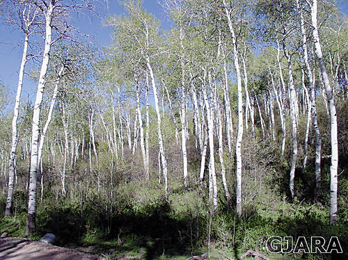 15123 Harrison Creek Gulch Road, Collbran, CO 15123 