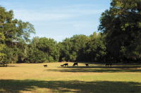 17010 SE 45 CT, Summerfield, FL 17010 