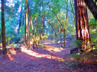 15210 Bittner Rd, Occidental, CA 15210 