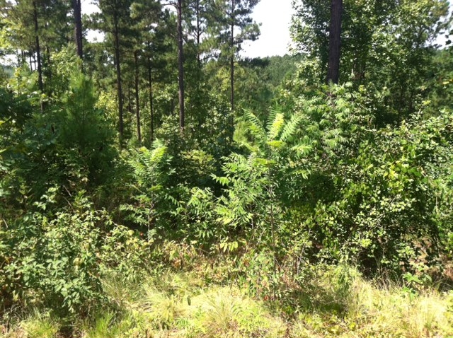 416  SPRING COVE WAY, SIX MILE, SC 29682 