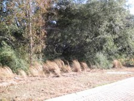 LOT 8 LIVE OAKS, BEAUFORT, SC 29902 