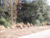 LOT 8 LIVE OAKS, BEAUFORT, SC 29902 