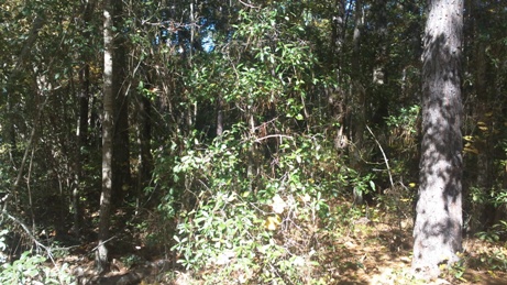 Covenant Preserve, Lot 7, AWENDAW, SC 29429 