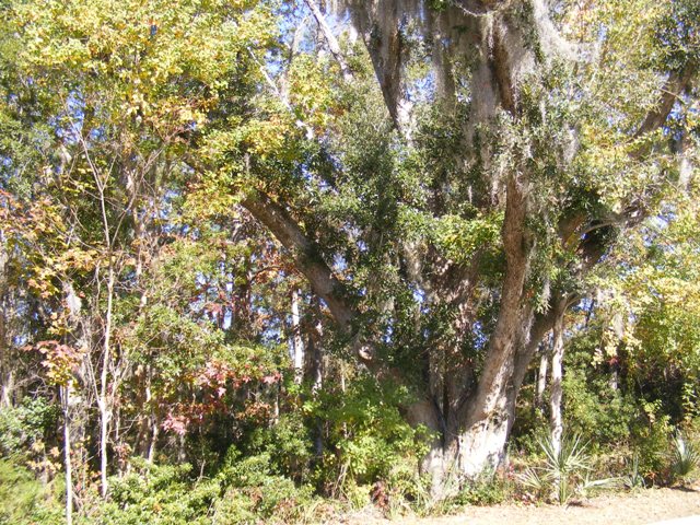 3496 HENRIETTA HARTFORD, MT PLEASANT, SC 29466 