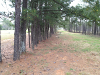 LOT 141 MILLS GROVE, BLYTHEWOOD, SC 29016 