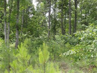 207 Pileated Woodpecker Lane, Sunset, SC 29685 