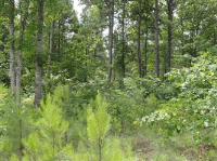 207 Pileated Woodpecker Lane, Sunset, SC 29685 