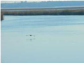 0 ARCHFIELD AVE, Meggett, SC 29449 