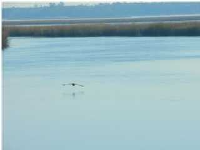 0 ARCHFIELD AVE, Meggett, SC 29449 