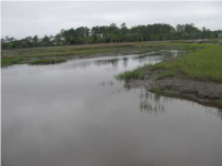 3120 PIGNATELLI CRESCENT, Mount Pleasant, SC 29466 