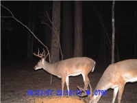 3 GOLDEN RICE LN., Ravenel, SC 29470 