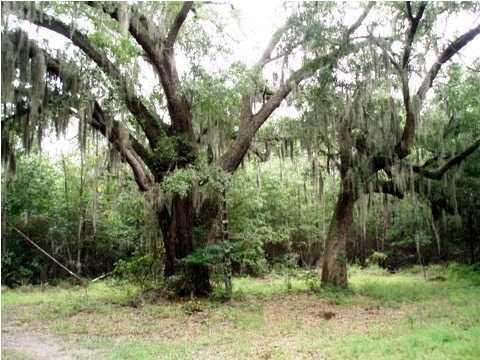 0 RED ROOT RD, Ruffin, SC 29475 