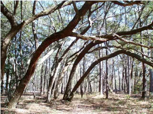 9 ROAST DUCK LN, Johns Island, SC 29455 