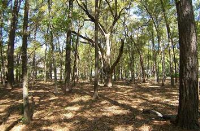 6 Linden Place Apn# R510 007 00a 03, Hilton Head, SC 29926 