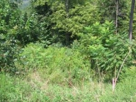 LOT 20 VILLAGES AT NORRIS L, LA FOLLETTE, TN 37766 