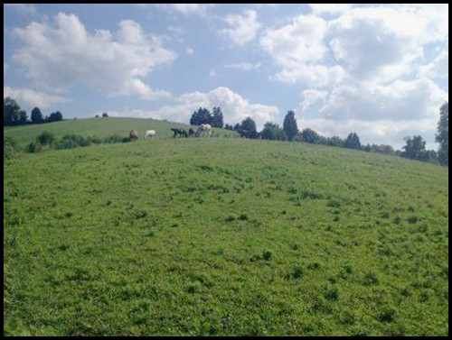 115 Greenhouse Lane, Thorn Hill, TN 37881 