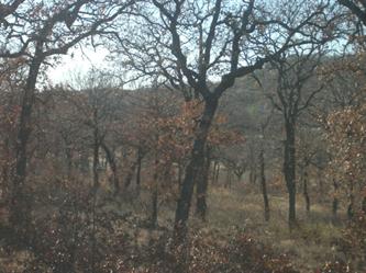 Lot 416 Phase 2 Section 7 (Apn# R09, Chico, TX 76431 