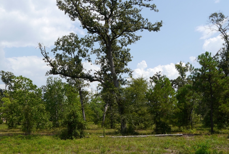 1560 Ruby Dr, Willis, TX 77378 