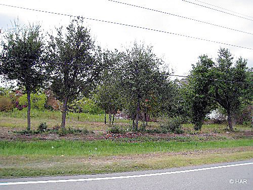 0 Jackrabbit Road, Houston, TX 77095 