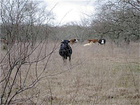 7311 Hwy 36 South, Sealy, TX 77474 