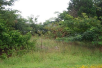 3609 Evans Creek Rd, Brodnax, VA 23920 