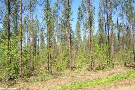 Property # 1316, Nathalie, VA 24577 