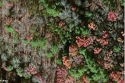 Chestnut Ridge, Riner, VA 24149 