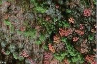 Chestnut Ridge, Riner, VA 24149 