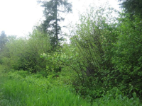 154xx NE GRANTHAM RD, AMBOY, WA 98601 