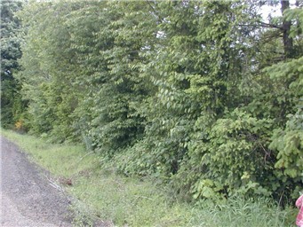 8137 Lewis River Rd, Ariel, WA 98603 