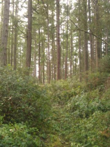 4917 5011 199th Ave Ct, Longbranch, WA 98351 