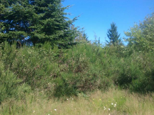 Apn322 50130161006, Seabeck, WA 98380 