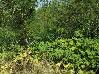 17128 Briar St   Se, Yelm, WA 98597 