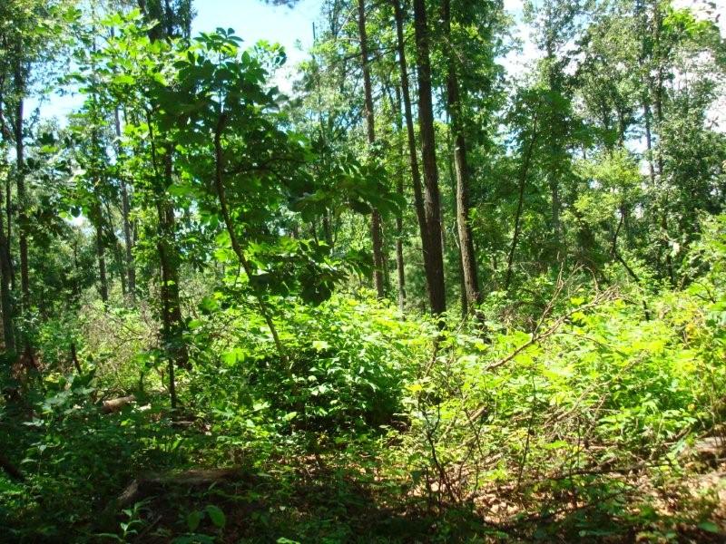 105.868 acres, Off of Rt. 721, Mount Jackson, VA 22842 